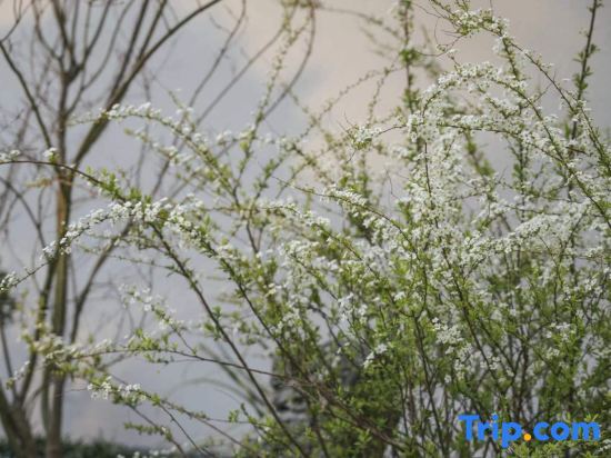 Лоян: Qiji Homestay (China National Garden Branch)
