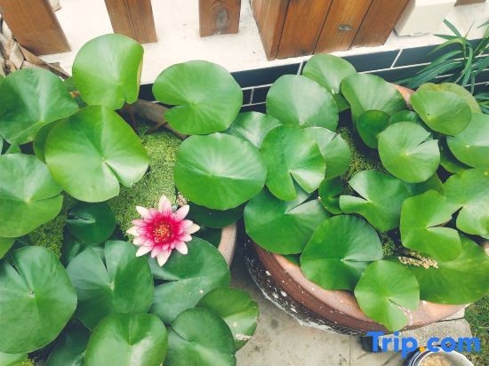 Шанхай: Shanghai Xiangyin Homestay