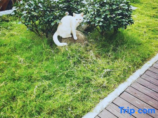 Шанхай: Shanghai Xiangyin Homestay