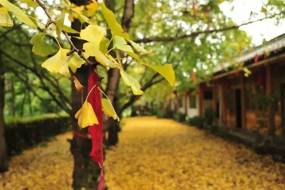 Баошань: Qiudieyuan Inn