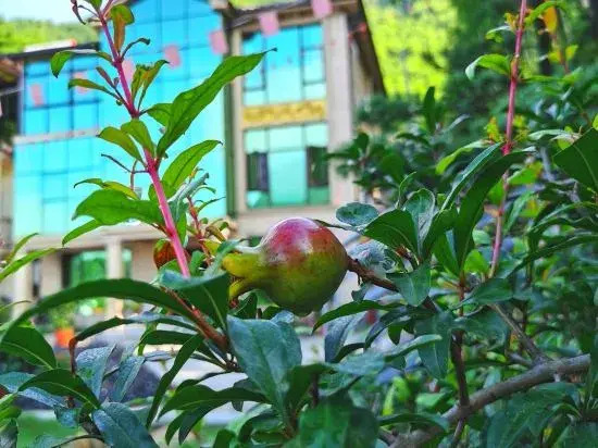 Ханчжоу: Anji Bamboo Shoots Guesthouse