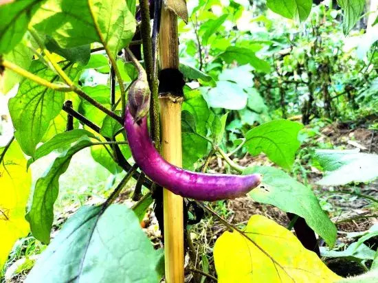 Ханчжоу: Anji Bamboo Shoots Guesthouse