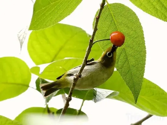 Ханчжоу: Chun'an Fruit Cooked the Guesthouse