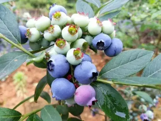 Ханчжоу: Chun'an Fruit Cooked the Guesthouse