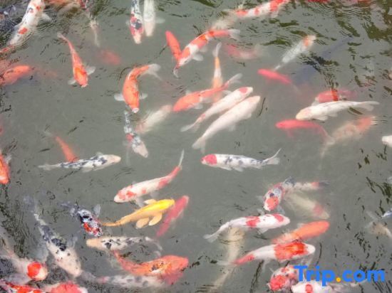 Ичан: Longshan Garden Hotel