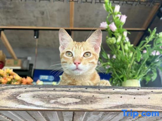 GAR'S Cat Nest Homestay — фото 2