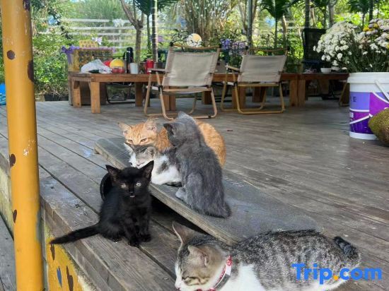 Ваньнин: GAR'S Cat Nest Homestay