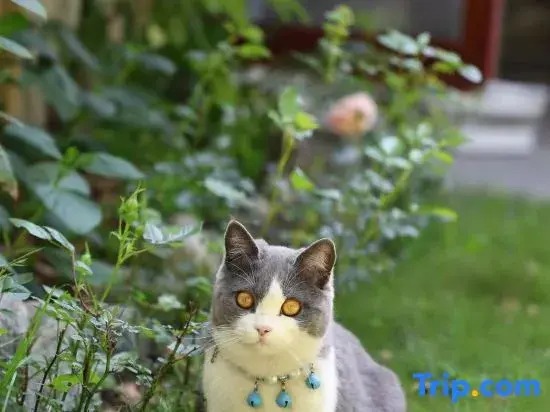 Дали: Dali Amy Garden Homestay