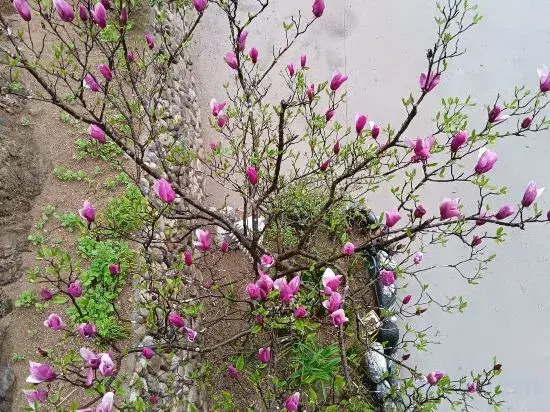 Луань: Huoshan View Tea House