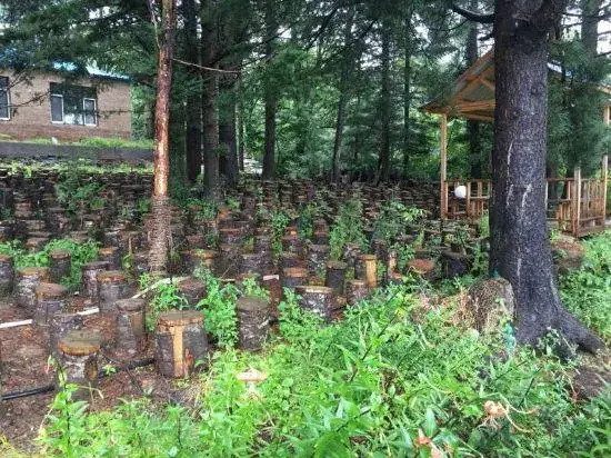 Байшань: Changbai Mountain Forest Park Baiwei Guosongcun Farm House