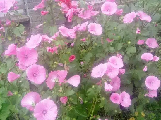 Байшань: Changbai Mountain Forest Park Baiwei Guosongcun Farm House