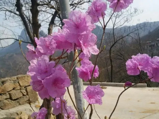 Линьи: Mengyin Yuyuan Homestay