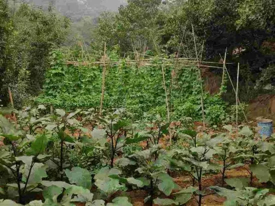 Линьи: Mengyin Yuyuan Homestay