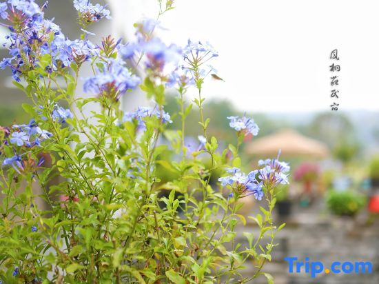 Нанкин: Nanjing Fengjingyuan Homestay