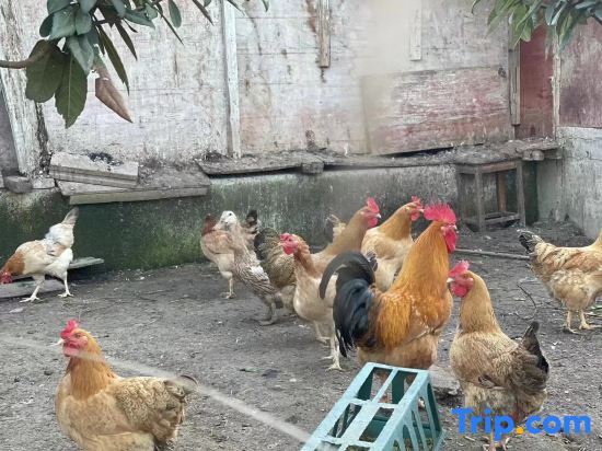 Ханчжоу: Zhaizhuang Gate Homestay (OMG Heartbeat Paradise)