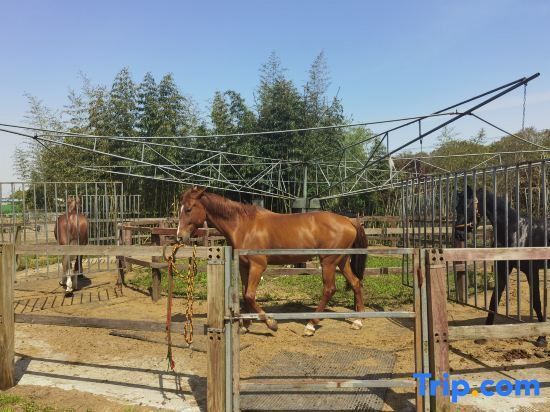 Шанхай: Chongming Island·Years Slow Family Family Holiday Beauty