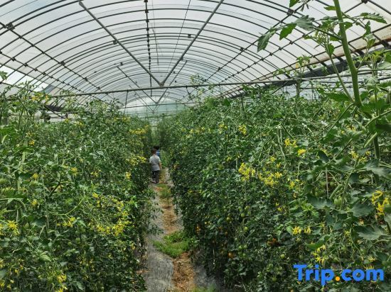 Шанхай: Chongming Island·Years Slow Family Family Holiday Beauty