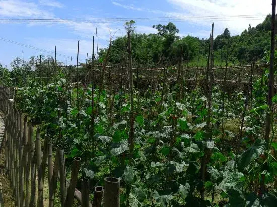 Чунцин: Munwood.Green  Farm