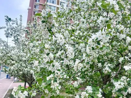 Тунляо: Huolin Gol Fengqiao Yebo Homestay