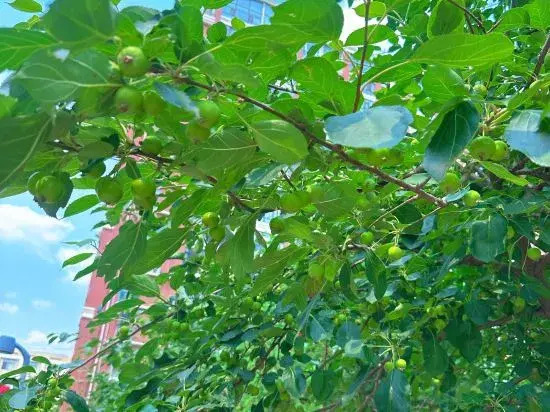 Тунляо: Huolin Gol Fengqiao Yebo Homestay