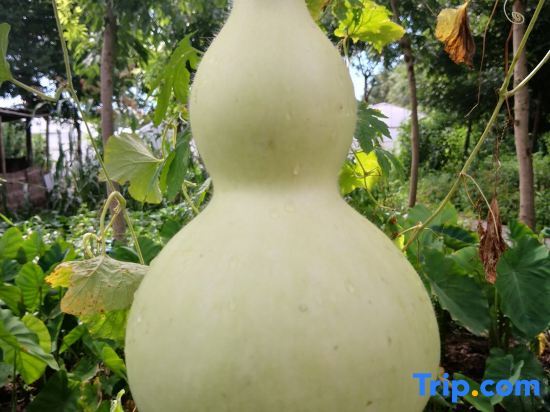 Шанхай: Farming  Club dongping 107  Hotel