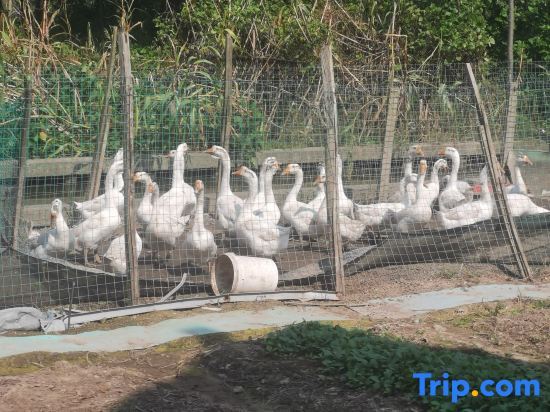 Шанхай: Qizhan Homestay