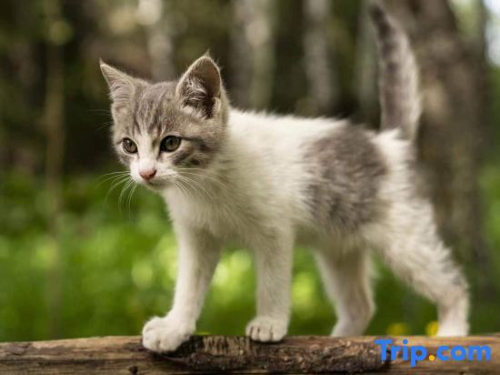 Буркин: Hemu Open to the Mountain Homestay