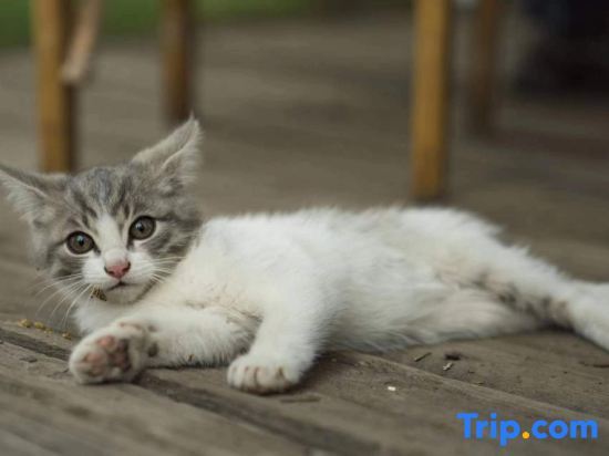 Буркин: Hemu Open to the Mountain Homestay
