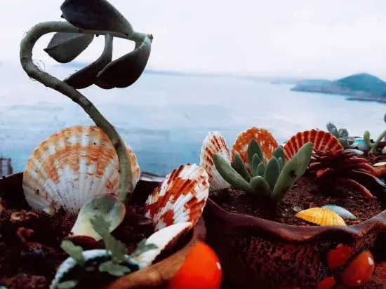 Чжоушань: Shengsi wolfberry Shengshan Island Youth Hostel