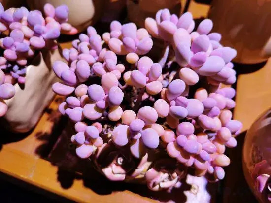Пекин: Beijing Yiwaiting Japanese-style private soup homestay