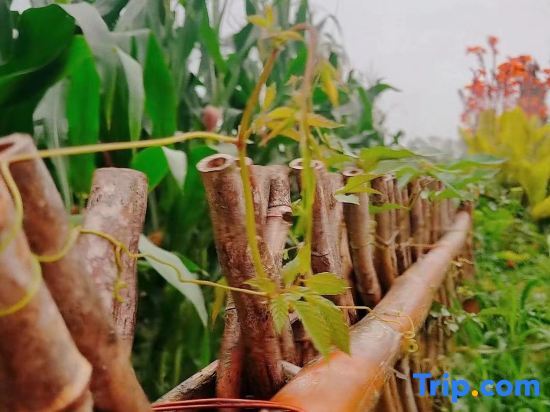 Шанхай: Shanghai Yuantao Homestay