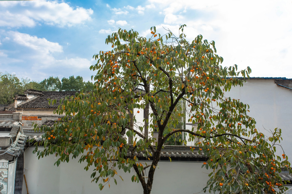 Хуаншань: Huangshan Huifeng Elegant Courtyard Inn