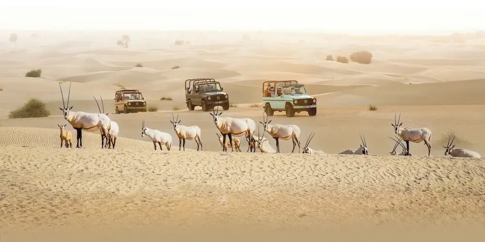 Дубай: Al Marmoom Oasis "Luxury Glamping & Bedouin Experience