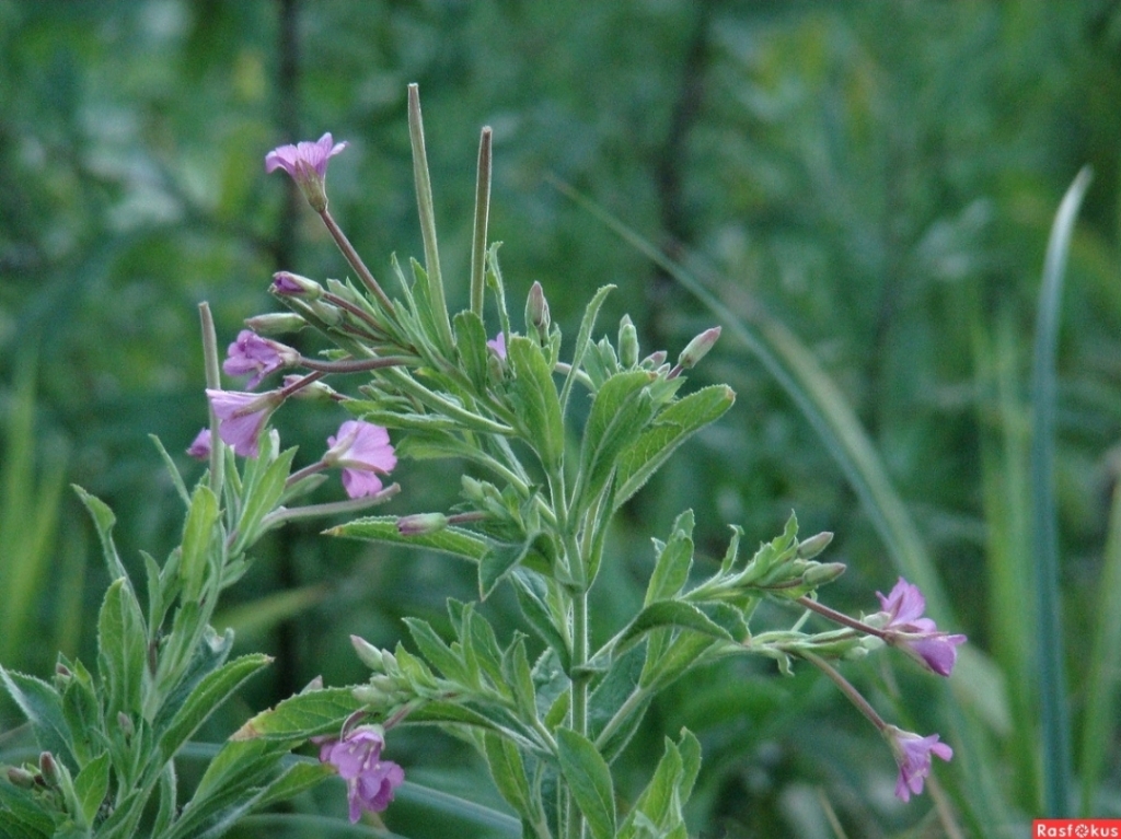 Евпатория: Апартаменты в центре города Евпатории