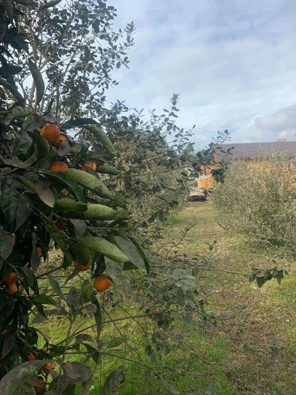 Сухум: Мини-отель Breez1988