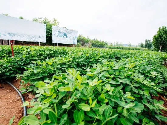 Цзинин: Qufu Lake Villa