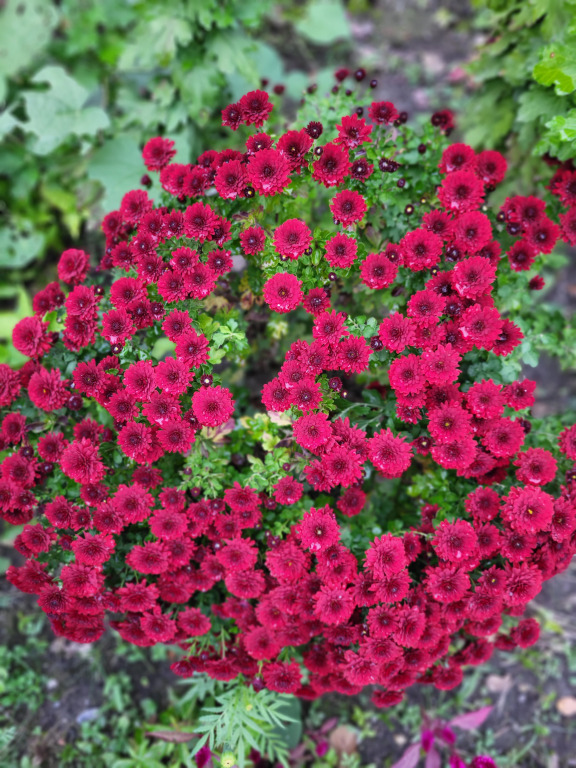 Габала: Хостел Gabala Garden