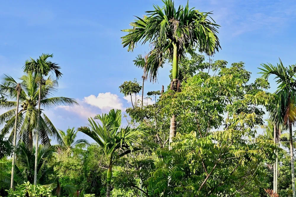 Пхра-Прадэнг: Coconut Lane Bangkok