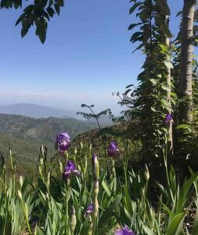 Наинитал: BRIKitt Tranquil Himalayan 2BHK Getaway, South Gola Range