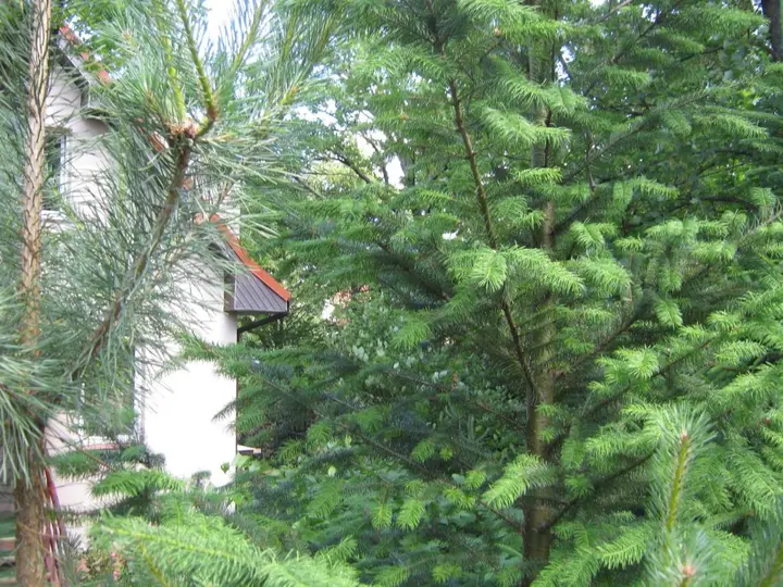 Светлогорск: Гостевой дом Сосны