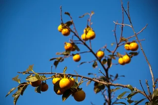 Солнечная Долина: Отель Амели