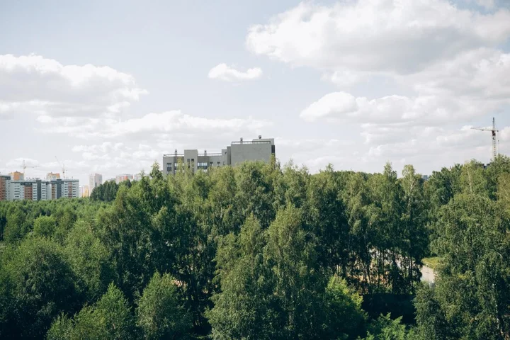 Челябинск: Лаванда на улице Маршала Чуйкова