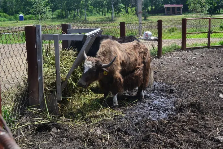 Славянка: Cotteg na Eco Ferme