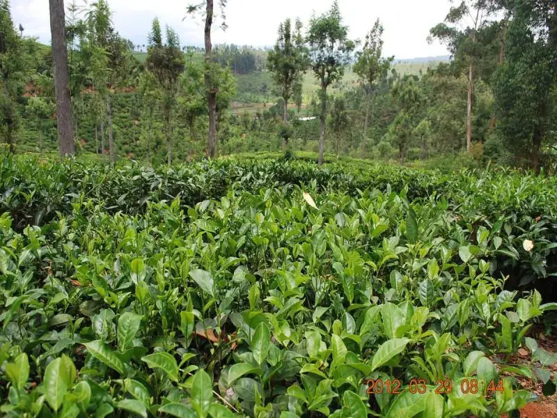 Бандаравела: Ranmal Tea Plantation Bungalow