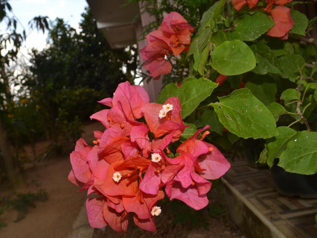 Элла: The Rock Face