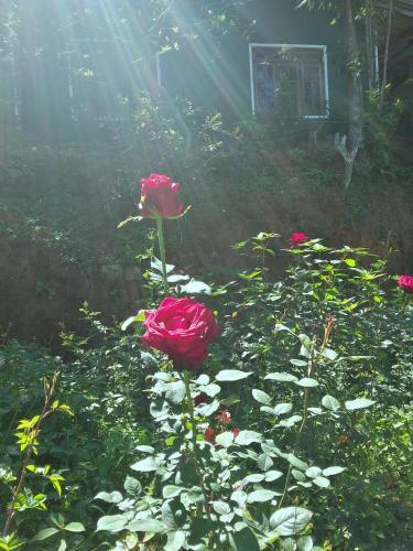 Бандаравела: Roses Cottage
