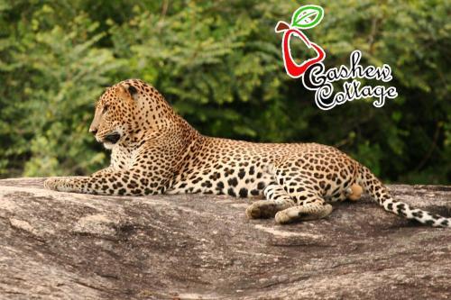 Киринда: Cashew Cottage