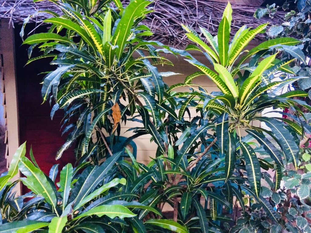 Аругам-Бэй: Tropicana homestay