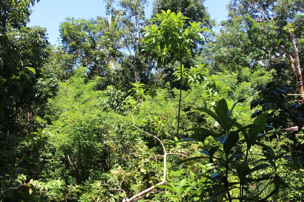 Tree House-Midigama — фото 3