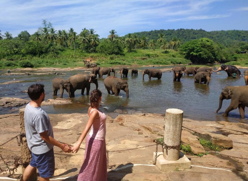 Пиннавала: Hotel Elephant Park